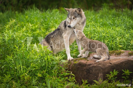 Bild på Grey Wolf Canis lupus Pup Begs From Adult